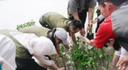 Astra Property Tanam 500 Bibit Mangrove di Pulau Pramuka